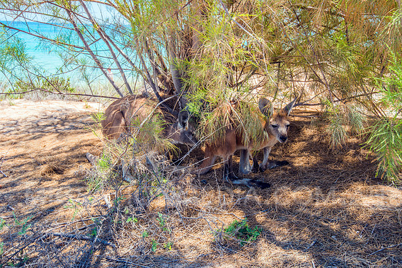 Euro Wallaroo Kangaroo Hiding under Tree