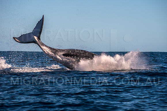 Humpback Whale Landing Breach
