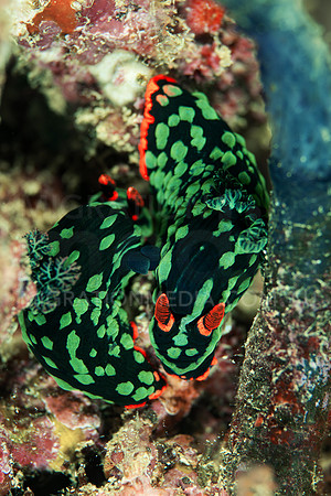 Green & Red Nembrotha Nudi's