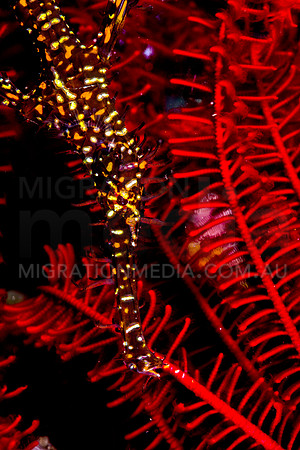 Black Red Ornate Ghost Pipefish Eye in Feather Star