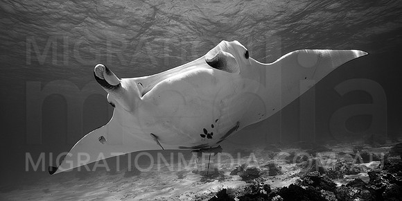 Manta Ray B&W
