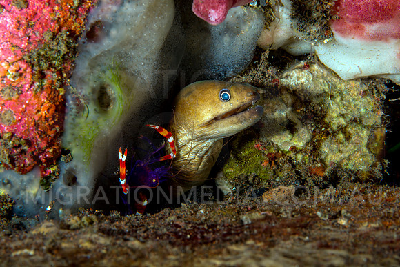 Juvenile Moray Eel with Shrimp