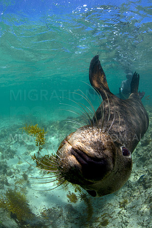 Australian Sea Lion Playful