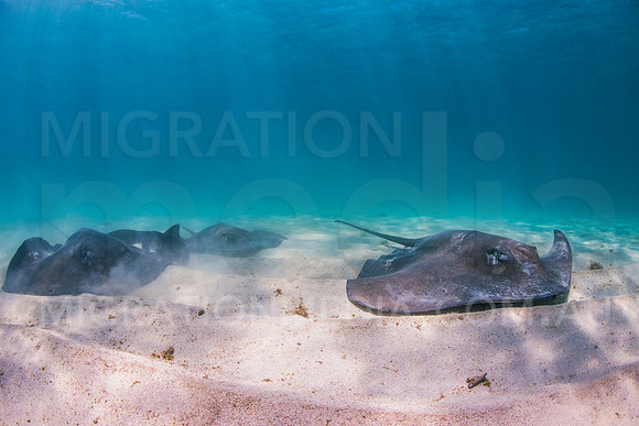 Smooth Stingray Fever