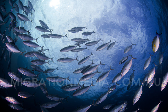 Budger Trevally