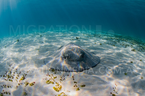 Roughback Ray in Sea Grass