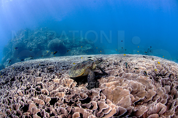 Green Turtle on Cleaniong Station