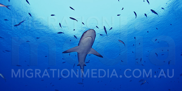 Grey Reef Shark Above