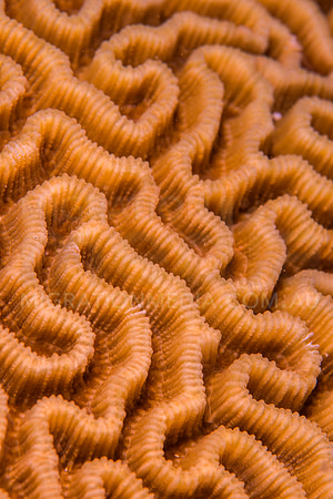 Maze Coral