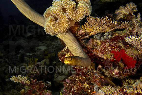 Olive Sea Snake Scene
