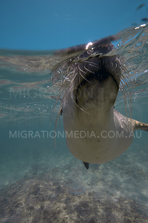 Australian Sea Lion Investigating