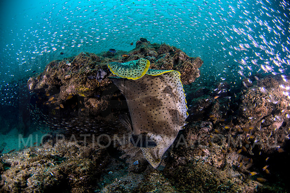Barramundi Cod with Glassfish