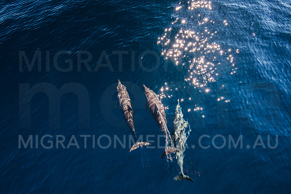 Spinner Dolphins (11)
