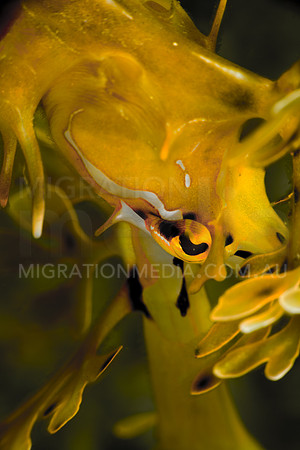 Leafy Sea Dragon Hiding Face