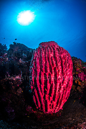 Barrel Sponge Sunball