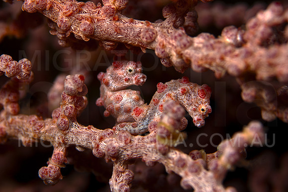 Pygmy Seahorse Pair