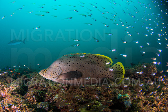 Barramundi Cod Profile