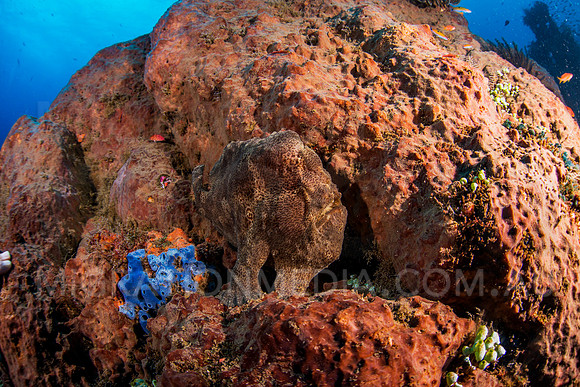 Frogfish Hiding on Sponge