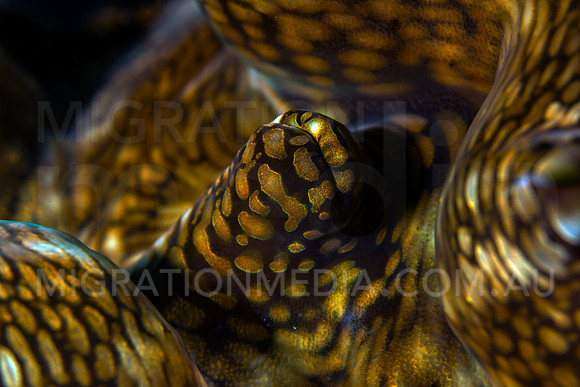 Brown Giant Clam Syphon Closed