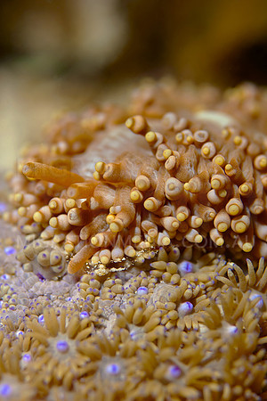 Frilly Nudi