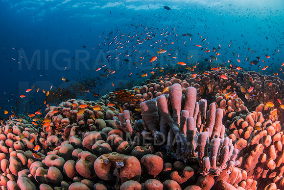 Blue Tube Sponges and Colourful Porites Bombie