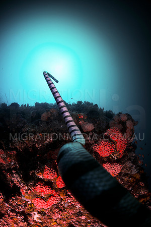 Banded Sea Snake Swiming Up