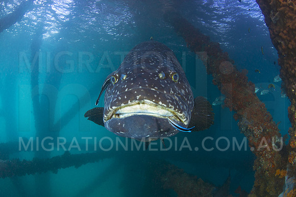 Giant Queensland Grouper Under Pier