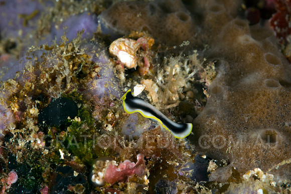 Yellow & Black Flatworm