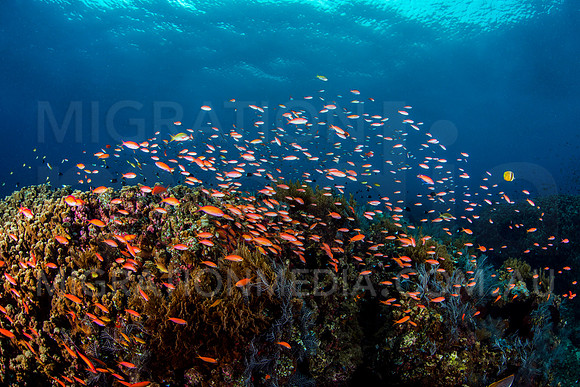 Anthias