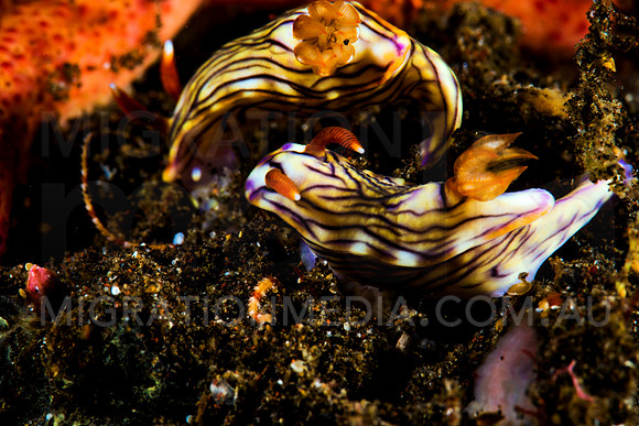 Striped Nembrotha Nudibranch Duo