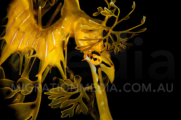 Leafy Sea Dragon Face