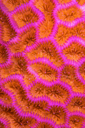 Pink Honeycomb Coral