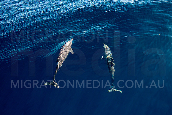Spinner Dolphins (9)