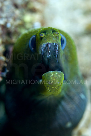 Moray Eel Teeth