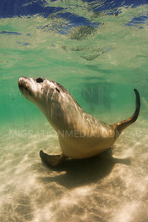 Australian Sea Lion