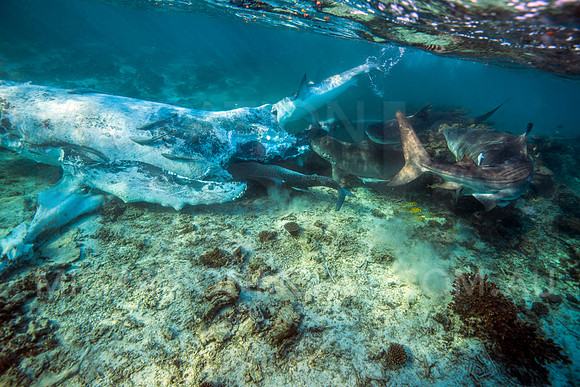 Tiger Sharks Feeding on Humpback Whale Carcass (2)
