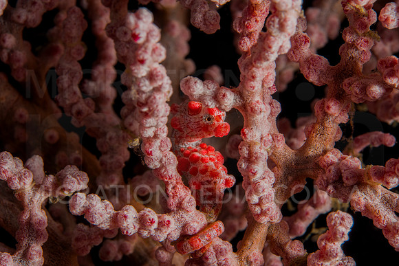 Dramatic Bargibanti Pygmy Seahorse