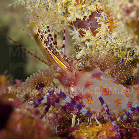 Colourful Shrimp