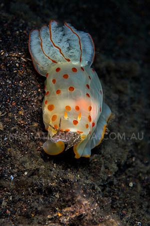 Sea Hare Eaten by Nudibranch (4)