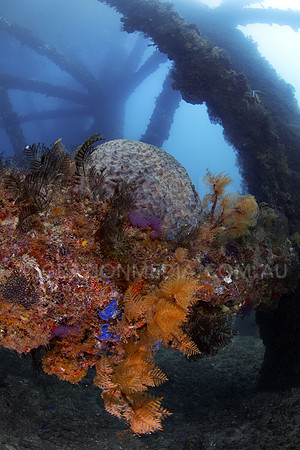 Soft Corals on Structure