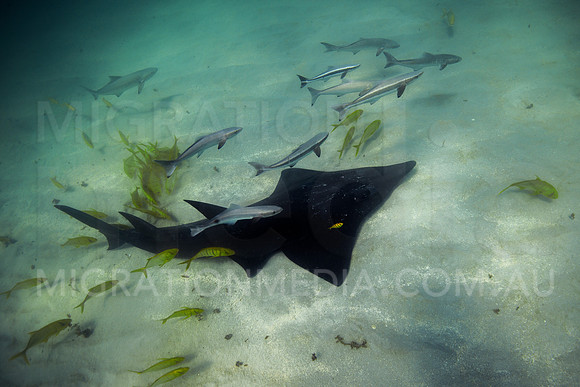 Whitespot Shovelnose Shark