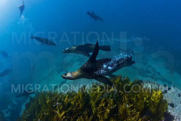 Herd of Australian Fur Seals