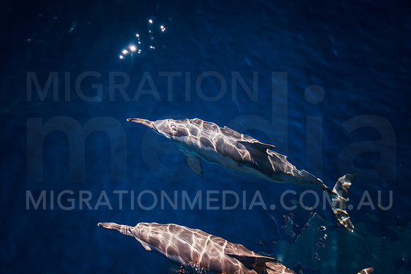 Spinner Dolphins (15)