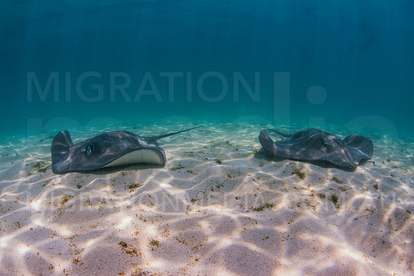 Smooth Stingray Pair