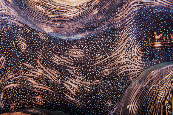 Brown Giant Clam