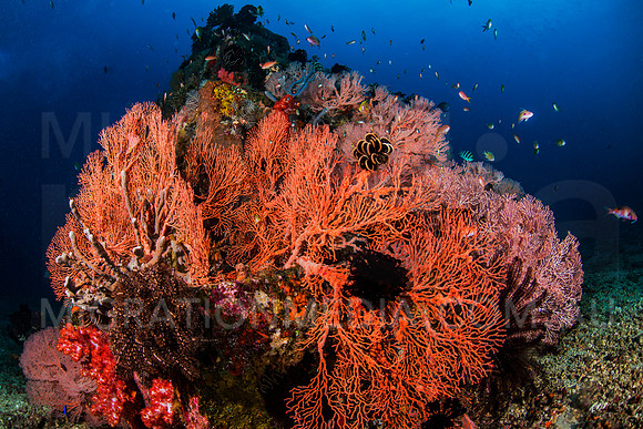 Beautiful Sea Fan on Coral Bombie
