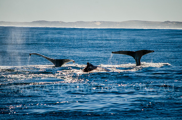 Humpback Whale Flukes