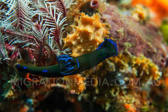 Green Blue Nembrotha Nudibranch