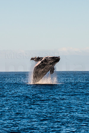 Huge Humpback Whale Breach Portrait