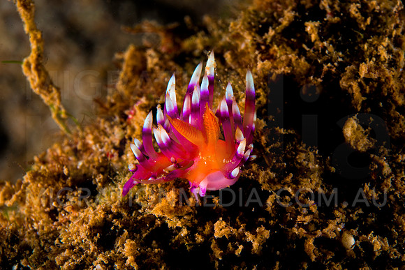 Flabelina Nudi